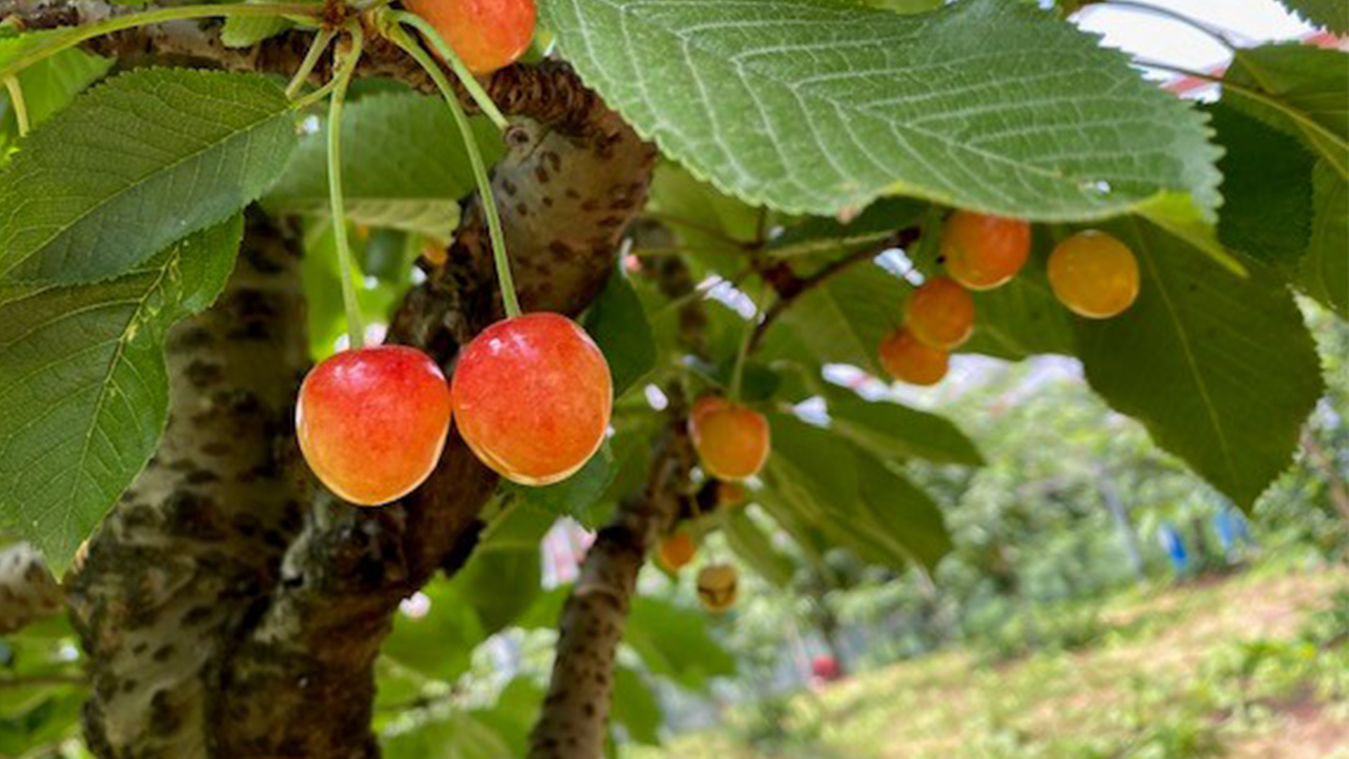 Cherry Picking and Lunch at Winery Trip