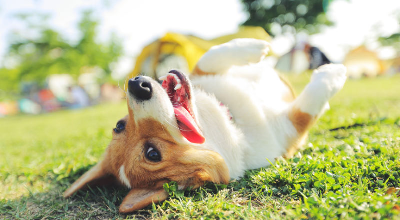 Paws at the Park