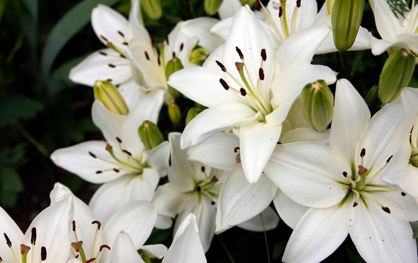 Ie Island Lily Festival