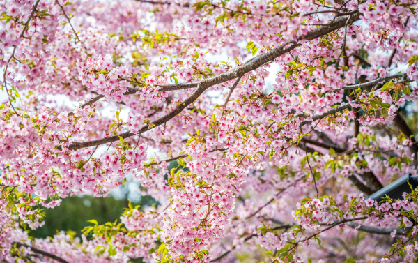 Tokyo Cherry Blossom Festival